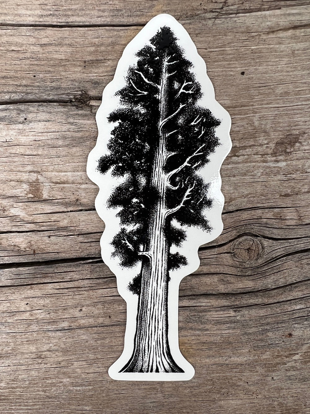 Lone Giant - Redwood Tree Sticker